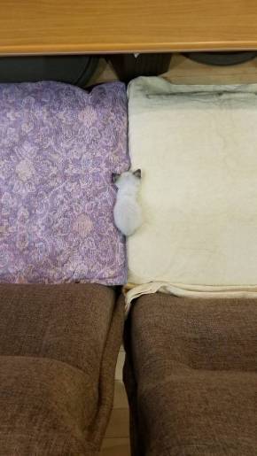 大きなベッドと子猫