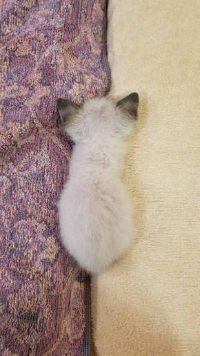 大きなベッドと子猫