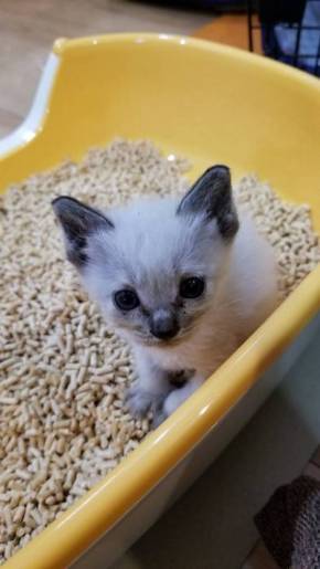 大きなベッドと子猫