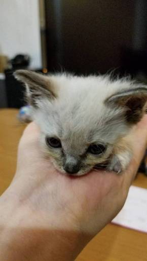 大きなベッドと子猫