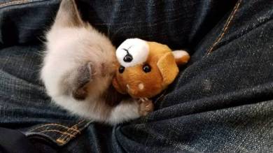 大きなベッドと子猫