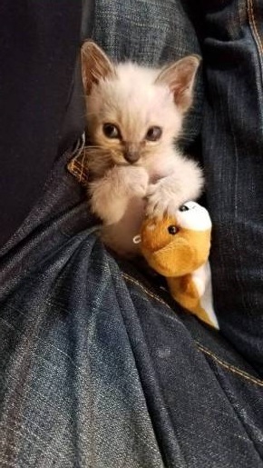 大きなベッドと子猫