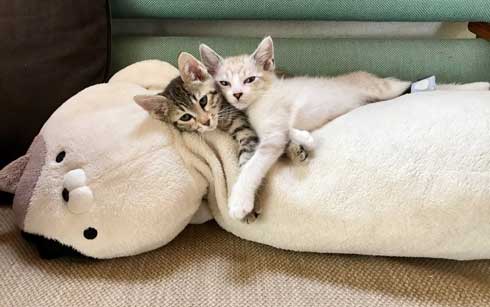 猫 2匹 仲良し 指 丸 突っ込んでくる