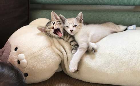 猫 2匹 仲良し 指 丸 突っ込んでくる