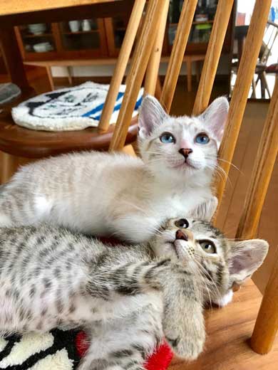 猫 2匹 仲良し 指 丸 突っ込んでくる