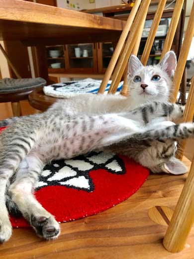 猫 2匹 仲良し 指 丸 突っ込んでくる