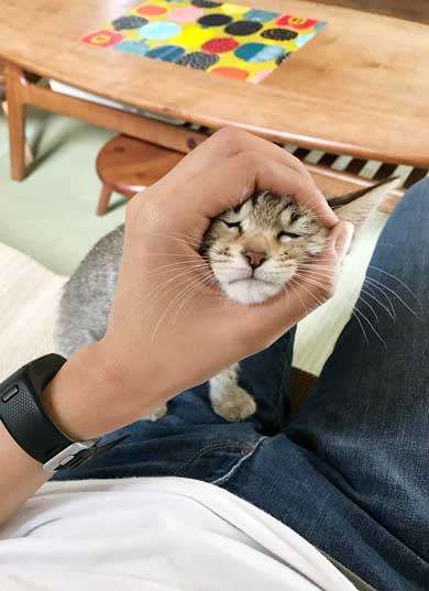 猫 2匹 仲良し 指 丸 突っ込んでくる