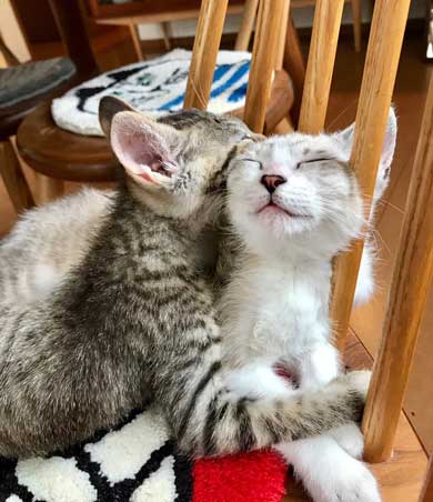 猫 2匹 仲良し 指 丸 突っ込んでくる