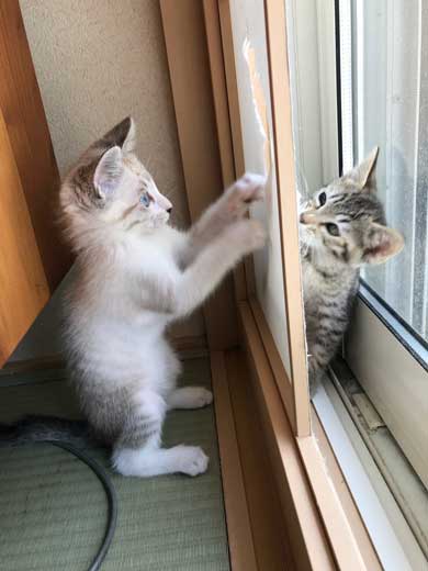 猫 2匹 仲良し 指 丸 突っ込んでくる