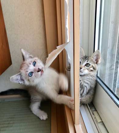 猫 2匹 仲良し 指 丸 突っ込んでくる