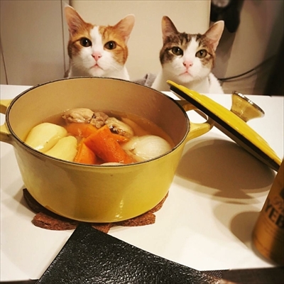 お取り分け猫ごはん