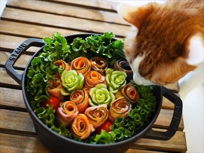 お取り分け猫ごはん