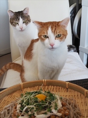 お取り分け猫ごはん