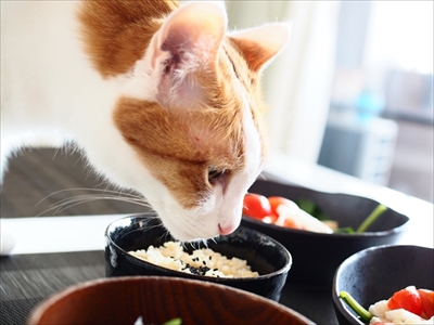 お取り分け猫ごはん