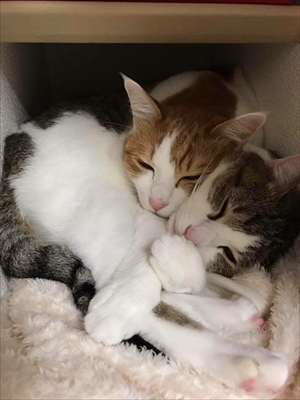 お取り分け猫ごはん