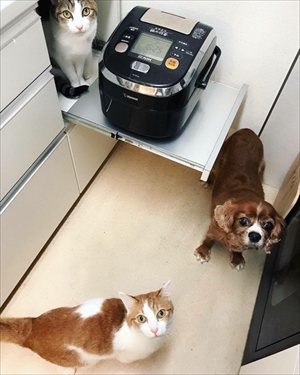 お取り分け猫ごはん