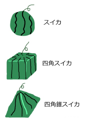 スイカ すいすいスイカ 四角錐スイカ