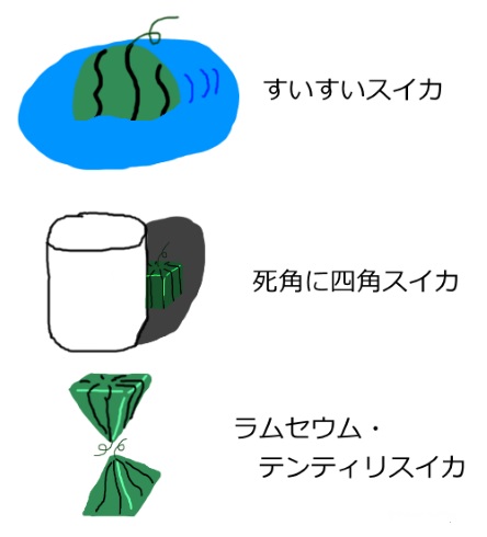 スイカ すいすいスイカ 四角錐スイカ