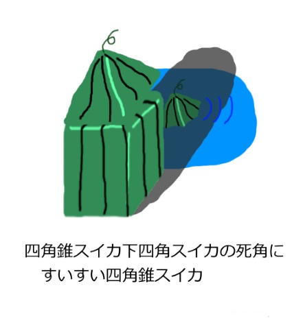 スイカ すいすいスイカ 四角錐スイカ
