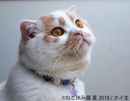 ねこ休み展