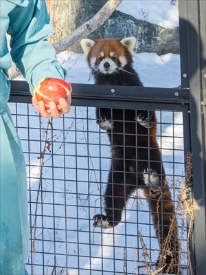レッサーパンダ　エイタくん