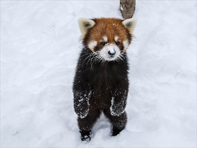 レッサーパンダ　エイタくん