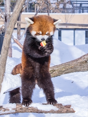 レッサーパンダ　エイタくん