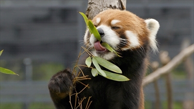 レッサーパンダ　エイタくん