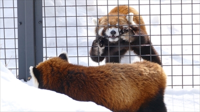 レッサーパンダ　エイタくん