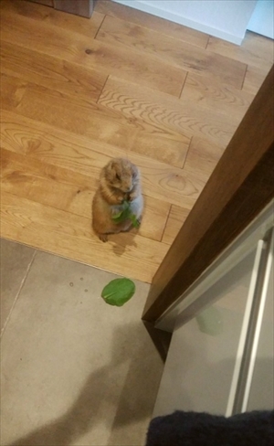 プレーリードッグのぐりちゃん