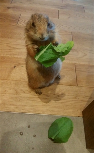 プレーリードッグのぐりちゃん