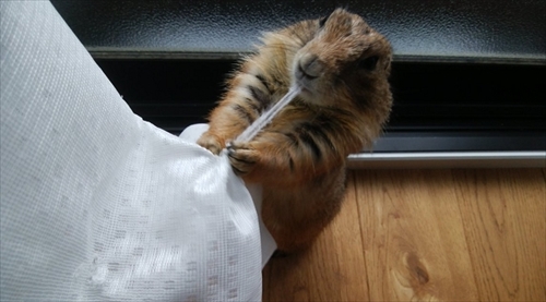 プレーリードッグのぐりちゃん