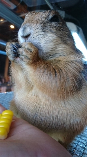 プレーリードッグのぐりちゃん