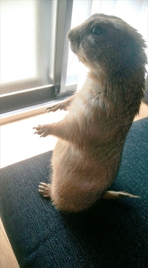 プレーリードッグのぐりちゃん