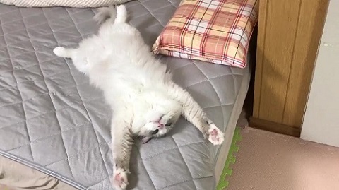 大の字猫