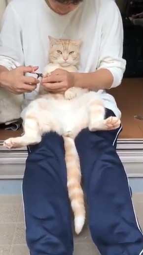 猫 ありえない 爪切り おとなしい 堂々 態度