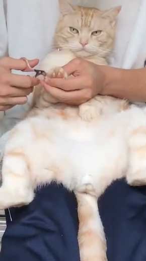 猫 ありえない 爪切り おとなしい 堂々 態度