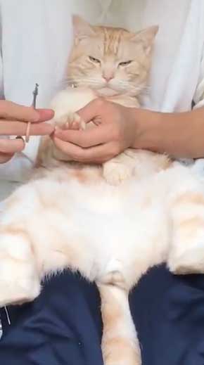 猫 ありえない 爪切り おとなしい 堂々 態度