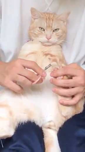 猫 ありえない 爪切り おとなしい 堂々 態度