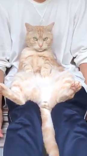 猫 ありえない 爪切り おとなしい 堂々 態度