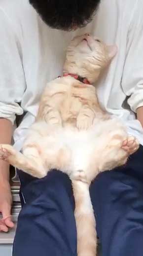 猫 ありえない 爪切り おとなしい 堂々 態度