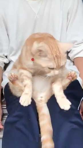 猫 ありえない 爪切り おとなしい 堂々 態度