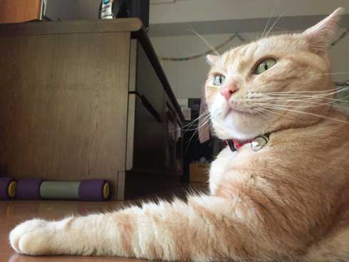 猫 ありえない 爪切り おとなしい 堂々 態度