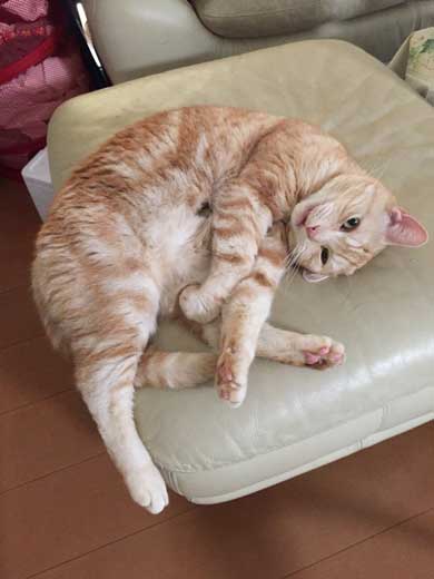 猫 ありえない 爪切り おとなしい 堂々 態度