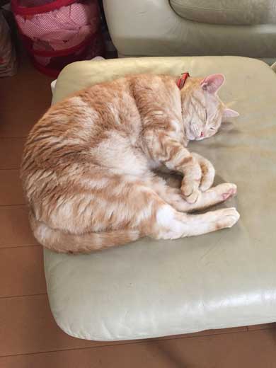 猫 ありえない 爪切り おとなしい 堂々 態度