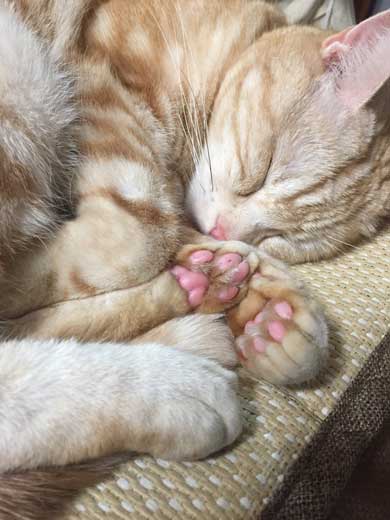 猫 ありえない 爪切り おとなしい 堂々 態度