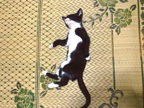 歌川国芳 猫 実写 浮世絵 寝姿 ポーズ