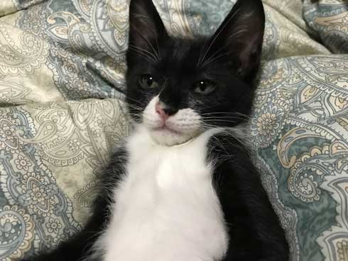 歌川国芳 猫 実写 浮世絵 寝姿 ポーズ