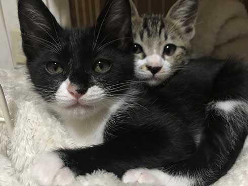 歌川国芳 猫 実写 浮世絵 寝姿 ポーズ