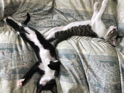 歌川国芳 猫 実写 浮世絵 寝姿 ポーズ